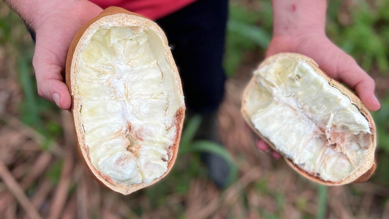 Natura recebe primeira importação de manteiga de cupuaçu cultivada na  Amazônia colombiana