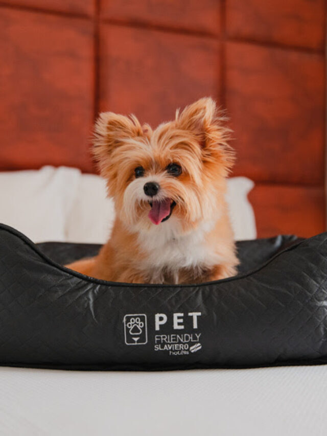 De Norte a Sul: conheça 9 hotéis do Brasil que são pet friendly