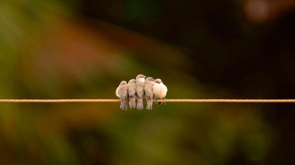 Foto | Giácomo Mancini