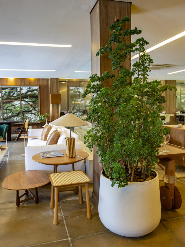 Saiba quais espécies de plantas são ideais para o seu apartamento